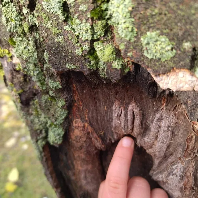 La Casa del Colibrí mano en arbol con dibujo